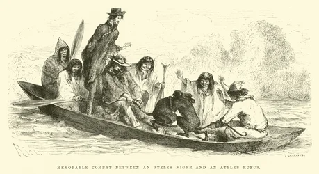 Denkwürdiger Kampf zwischen einem Ateles niger und einem Ateles rufus